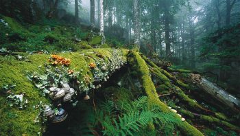 Le bois mort est rempli de vies ! Le bois mort est rempli de vies !