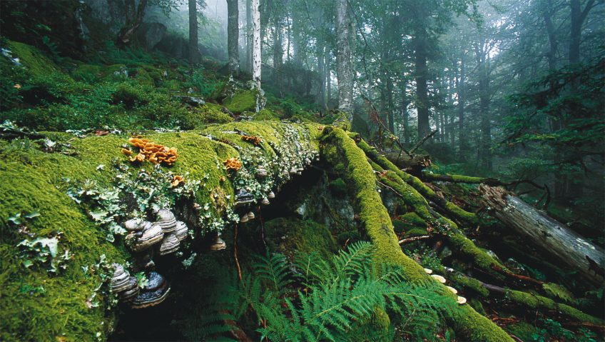 Photo de sous-bois avec bois mort