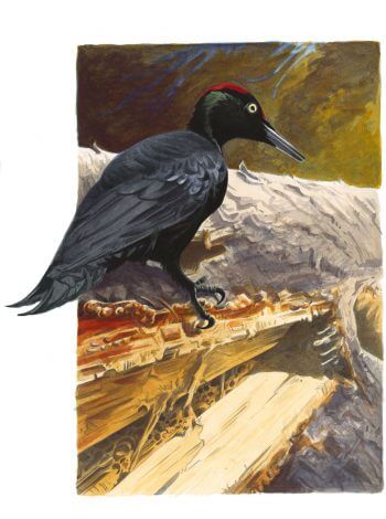 Le dessin complet du pic noir Dessin de pic noir