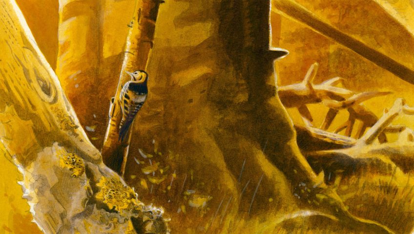 dessin pic à dos blanc