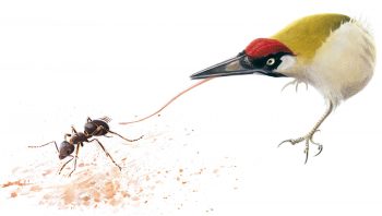 Le pic vert déploie sa longue langue pour attraper les fourmis.