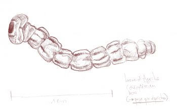 Les larves xylophages font un bon repas protéiné pour les pics. Dessin de larve xylophage
