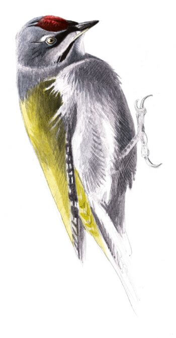 Dessin de pic cendré