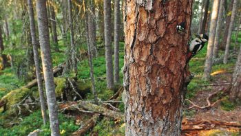 Pic épeiche nourrissant un jeune Pic épeiche nourrissant un jeune