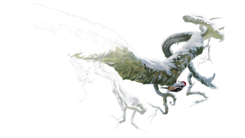 Dessin de pic mar accroché à une branche enneigée.