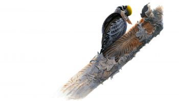 Pic tridactyle à la recherche d'insectes à se mettre sous le bec. Pic tridactyle à la recherche d'insectes à se mettre sous le bec.