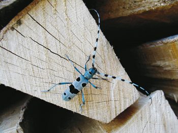 Photo de rosalie des alpes