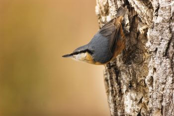 Photo de sittelle torchepot