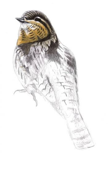 Dessin de torcol fourmilier