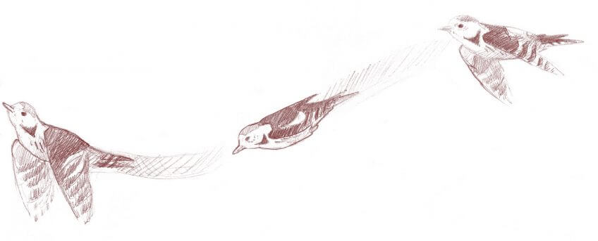 Trajectoire des pics en vol Dessin de la trajectoire du pic