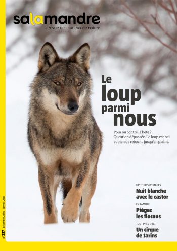Couverture de La Salamandre n°237