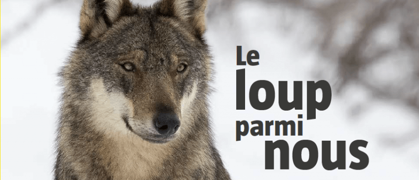 Le loup parmi nous - La Salamandre