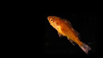 Une jeune sébaste dans les profondeurs de l'océan Pacifique.  Une jeune sébaste dans les profondeurs de l'océan Pacifique.