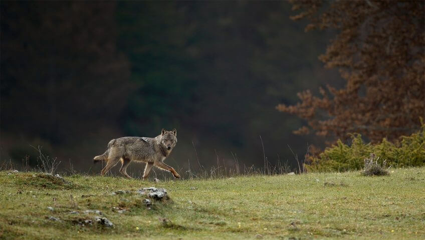 A l’instar des ogres ou des croque-mitaines, le loup a de tout temps été instrumentalisé pour éduquer avec la peur et l’intimidation. Abécédaire pour tout savoir sur le loup - La Salamandre Abécédaire pour tout savoir sur le loup - La Salamandre