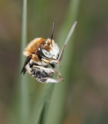 Abeille sauvage Abeille sauvage