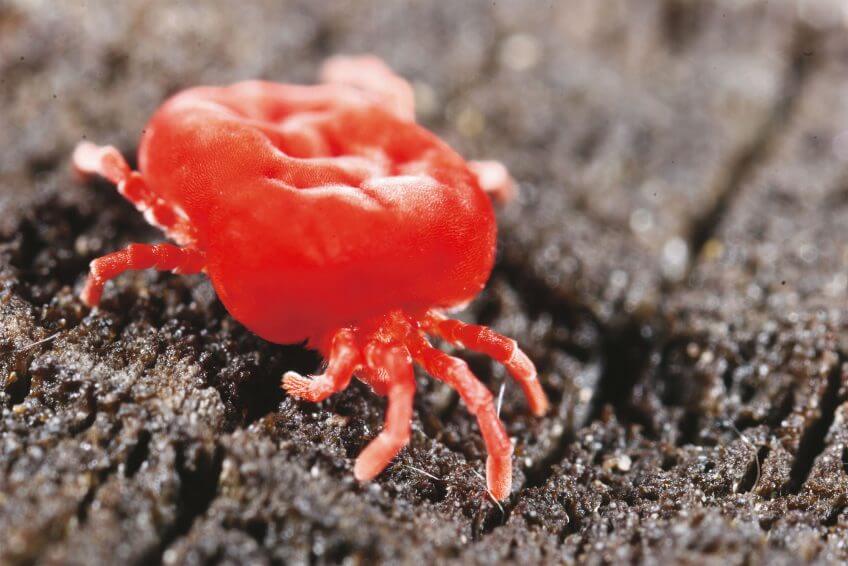 Acarien Acarien rouge macro