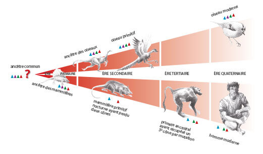 Arbre évolutif de la vision des couleurs Arbre évolutif de la vision des couleurs schéma dessin