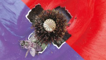 Aux yeux des abeilles, les pétales des coquelicots apparaissent non pas rouges mais ultraviolets, avec des tâches noires bordées d'un liseré qui renvoie violemment les UV. Aux yeux des abeilles, les pétales des coquelicots apparaissent non pas rouges mais ultraviolets.
