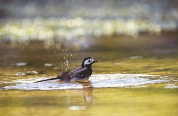 Bergeronette grise Bergeronette grise eau gouille