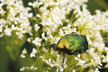 Bijoux vert métallisé, les cétoines sont particulièrement friandes de pollen et d’étamines. On les voit plus souvent sur les ombelles blanches des sureaux et des viornes que sur les marguerites. cétoine