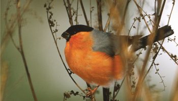 Bouvreuil pivoine branche