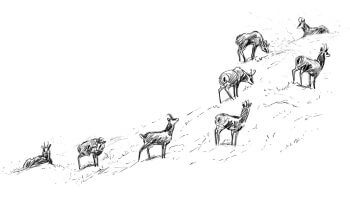 «Ca sentait le chamois partout.» / © Tsunehiko Kuwabara