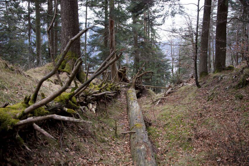 forêt tronc Reportage autour des loups du Calanda dans les Grisons - La Salamandre