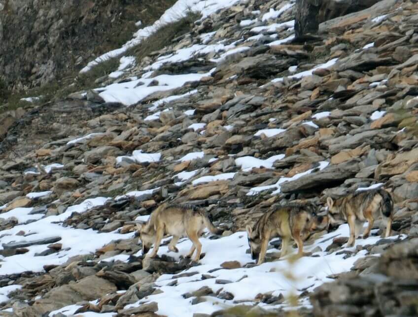 loups calanda meute Reportage autour des loups du Calanda dans les Grisons - La Salamandre