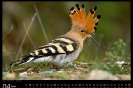 Huppe fasciée, ambassadrice printanière des vergers haute-tige. Huppe fasciée, ambassadrice printanière des vergers haute-tige.