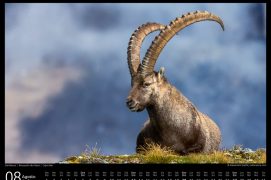 Bouquetin des Alpes, le paisible gardien des cimes. Bouquetin des Alpes, le paisible gardien des cimes.