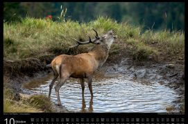 Cerf élaphe, la basse du mélézin.  Cerf élaphe, la basse du mélézin.