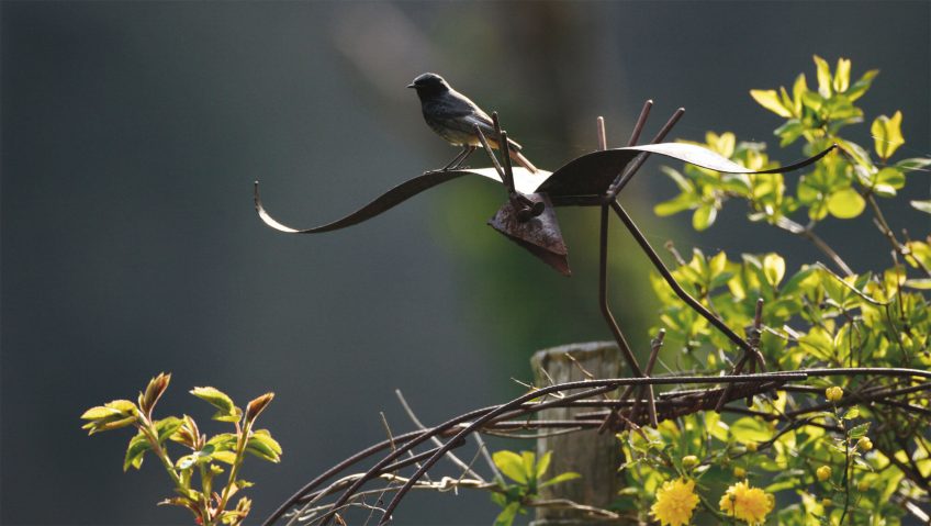 rougequeue sculpture fer