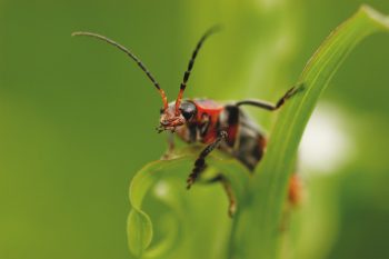 Cantharide Cantharide insecte