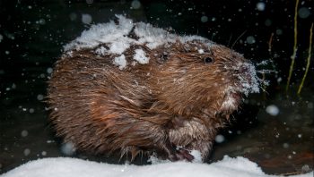 Castor adulte. 
Canton de Neuchâtel, le 27 novembre 2010 à 21h08. Castor adulte. 
Canton de Neuchâtel, le 27 novembre 2010 à 21h08.