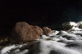 Castors / © Patricia Huguenin et Audrey Margand