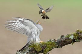 Cat. Action 1 - Coucou gris, Tarier pâtre / © Daniel Ottmann