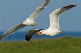 Cat. Action 3 - Goéland brun / © Mathias Schaef