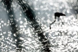 Cat. émotion 1 - Flamant rose  / © Jonathan Lhoir