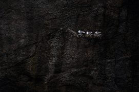 Cat. émotion 2 - Mouette tridactyle  / © Jonathan Lhoir