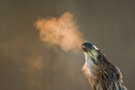 Cat. Général 1 - Pygargue à queue blanche / © Bence Máté