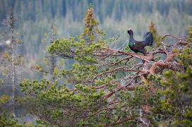 Cat. Général 2 - Grand tétras / © Vianney Goma