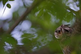 Cat. Général 3 - Hibou moyen-duc  / © Remo Savisaar