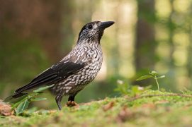 Cat. Jeunesse 1 - Cassesnoix moucheté / © David Bertuleit