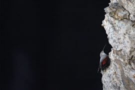 Cat. Jeunesse 2 - Tichodrome échelette / © Yann Staffelbach