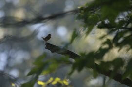 Cat. Jeunesse 3 - Troglodyte mignon  / © Renaud Cuenat