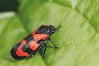 Cercope sanguin rouge