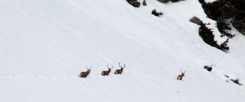 Cerfs élaphes / © Alessandro Staehli
