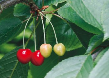 Cerises