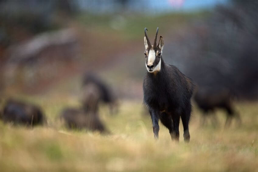 Chamois chamois Reportage autour des loups du Calanda dans les Grisons - La Salamandre