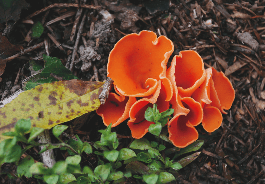 Champignons rouge photo